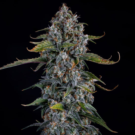 Mephisto Genetics Forum Stomper Automatic Hanfsamen