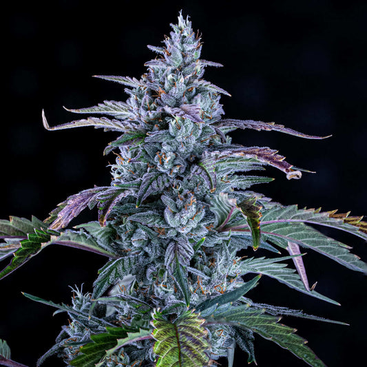 Mephisto Genetics Fugue Auto Automatic Hanfsamen