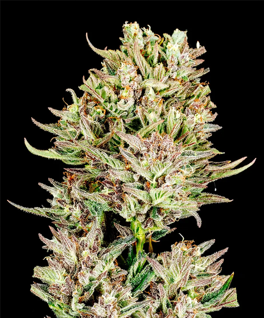 Garlic Jam Automatic Cannabissamen