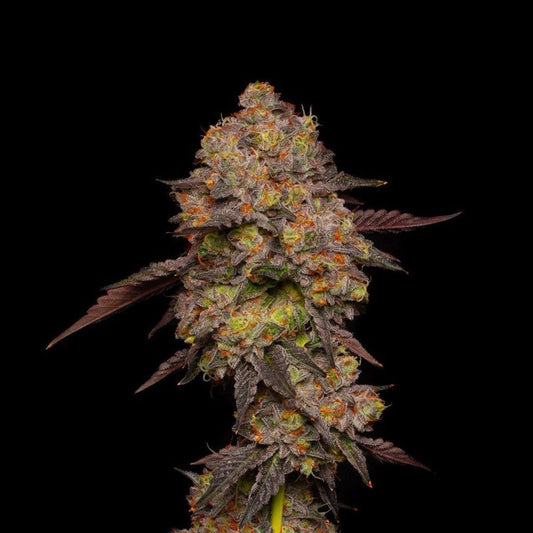 Gary Payton feminisierte Cannabissamen