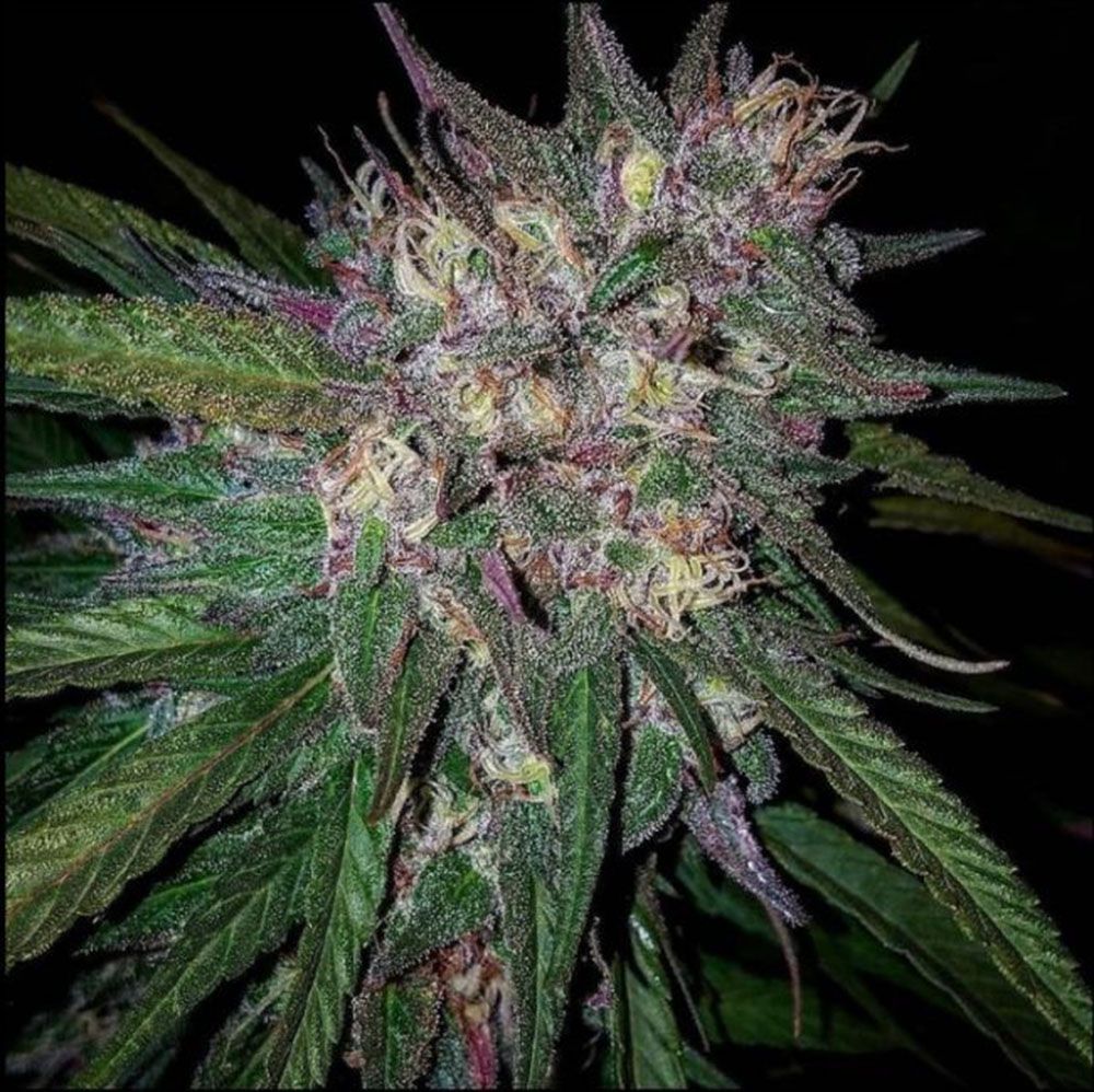 Grand Daddy Genetics Bay Berry Reguläre Hanfsamen Blüte
