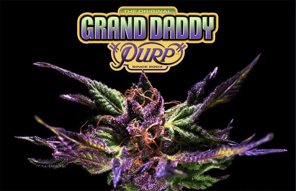 Grand Daddy Genetics Grand Daddy Purple Reguläre Hanfsamen Blüte
