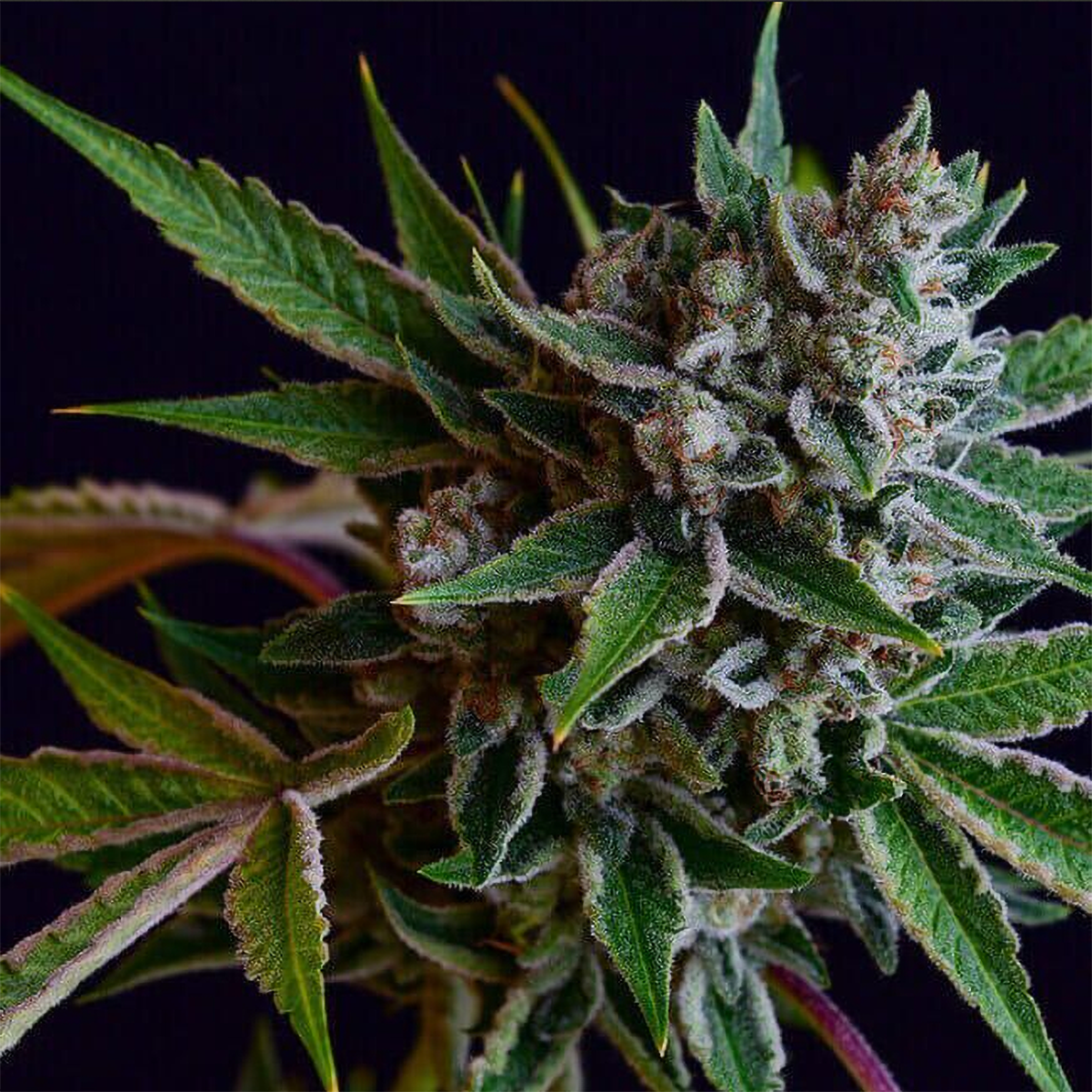 Green Bodhi Sour Affie Feminisierte Hanfsamen