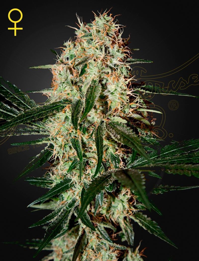 Greenhouse Seeds Arjan's Haze 3 feminisierte Hanfsamen