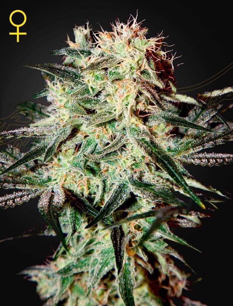 Greenhouse Seeds Arjan's Strawberry Haze feminisierte Hanfsamen