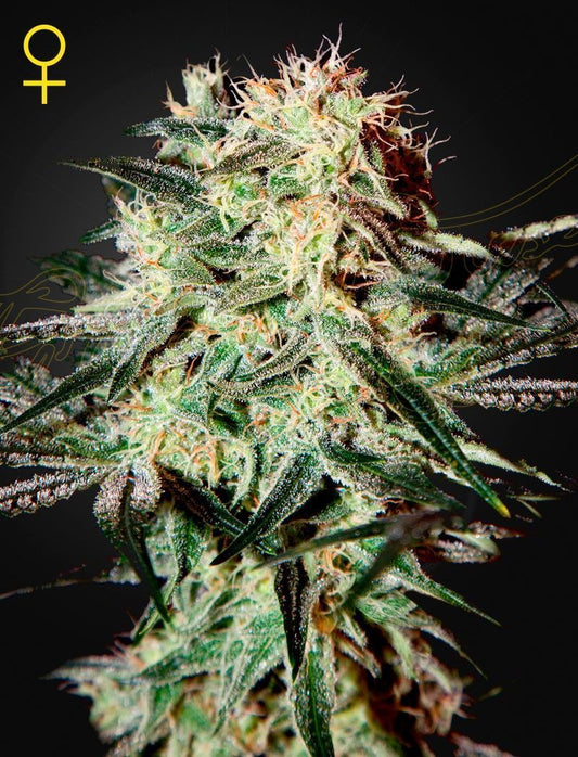 Greenhouse Seeds Arjan's Strawberry Haze feminisierte Hanfsamen