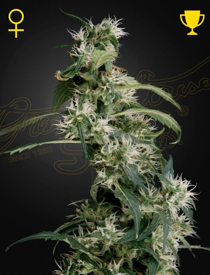 Greenhouse Seeds Arjan's Ultra Haze 2 feminisierte Hanfsamen