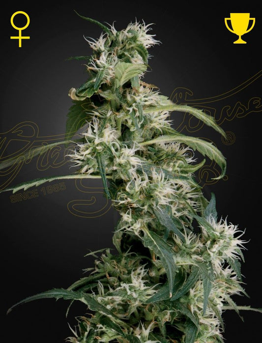Greenhouse Seeds Arjan's Ultra Haze 2 feminisierte Hanfsamen
