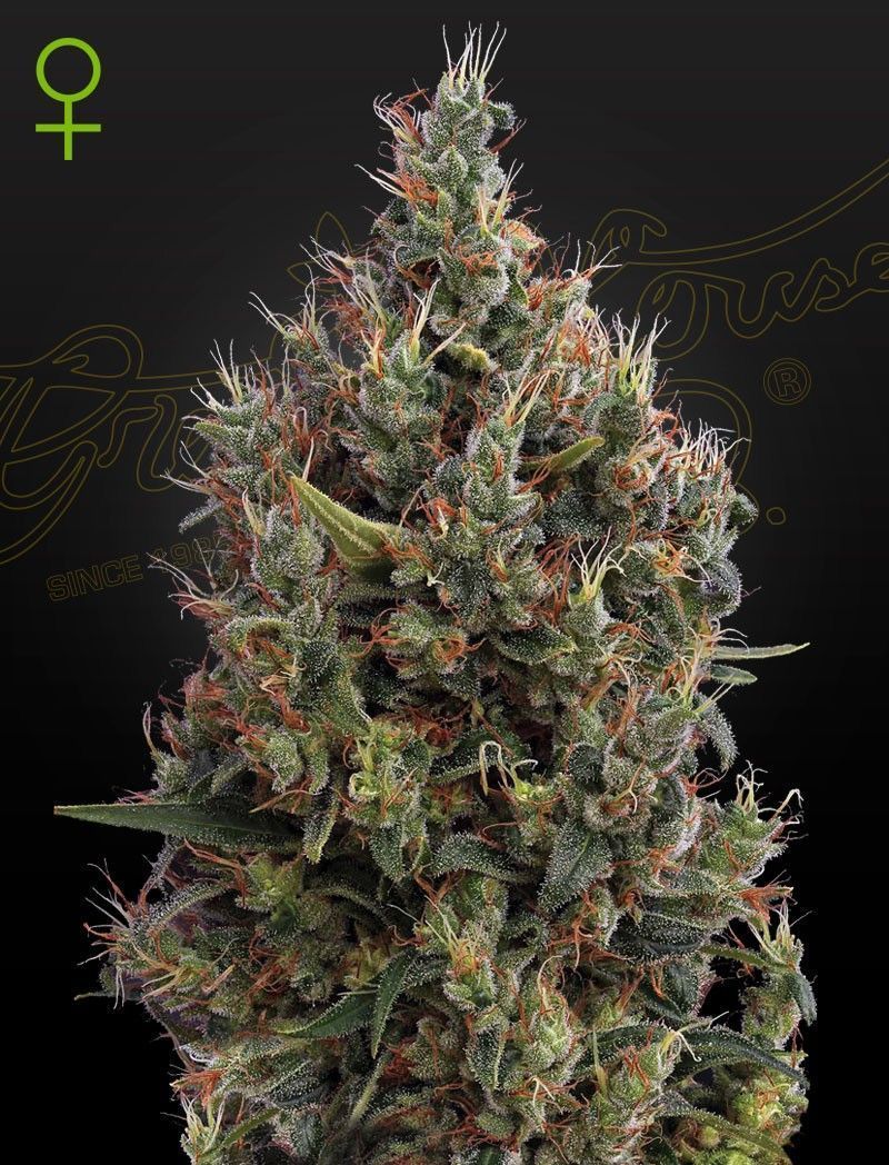 Greenhouse Seeds Big Bang automatic Hanfsamen