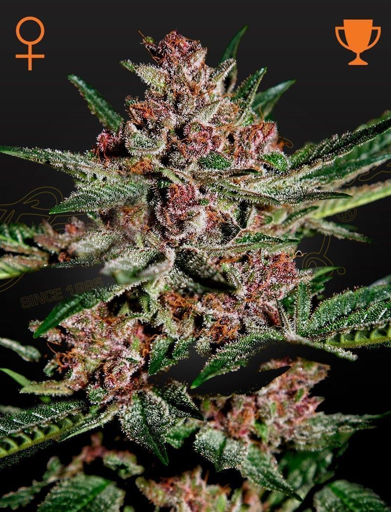 Greenhouse Seeds Bubba Kush feminisierte Hanfsamen