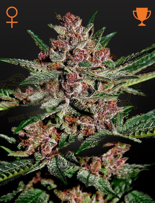 Greenhouse Seeds Bubba Kush feminisierte Hanfsamen