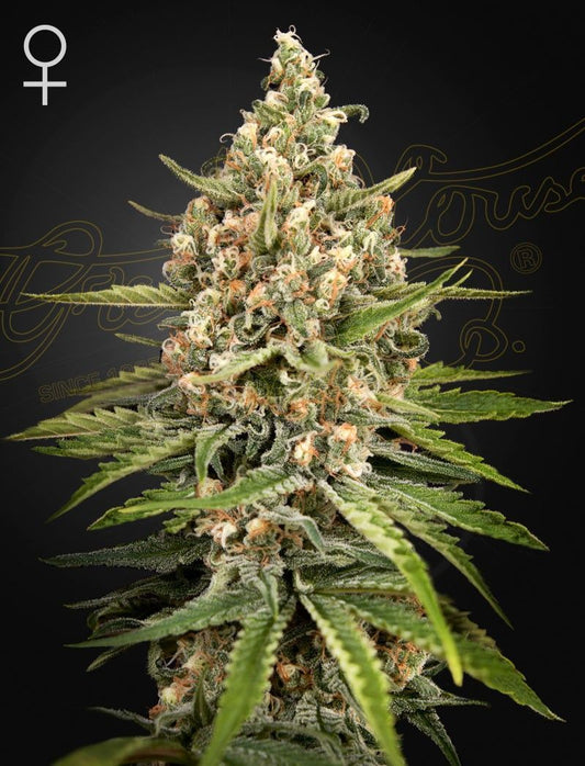 Greenhouse Seeds Bubba Slush feminisierte Hanfsamen