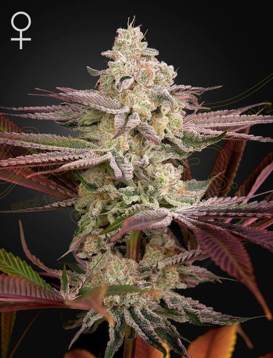Greenhouse Seeds Chemical Bride feminisierte Hanfsamen