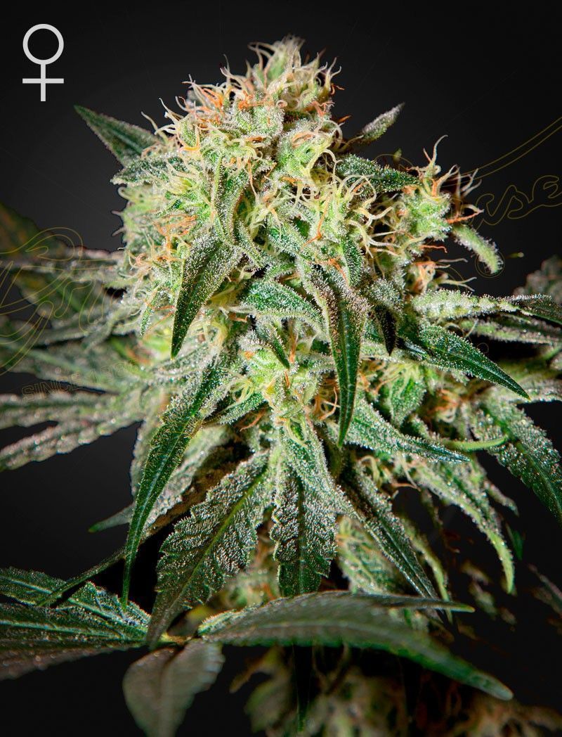 Greenhouse Seeds Damn Sour feminisierte Hanfsamen