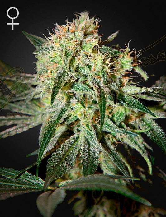Greenhouse Seeds Damn Sour feminisierte Hanfsamen
