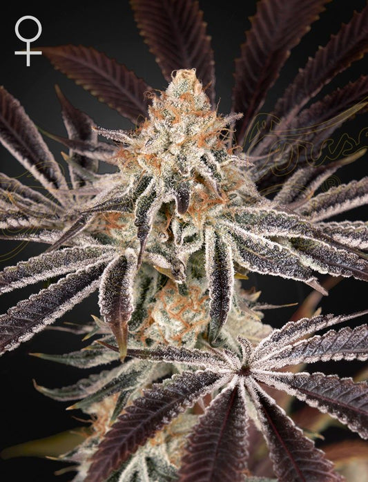 Greenhouse Seeds Dark Phoenix feminisierte Hanfsamen
