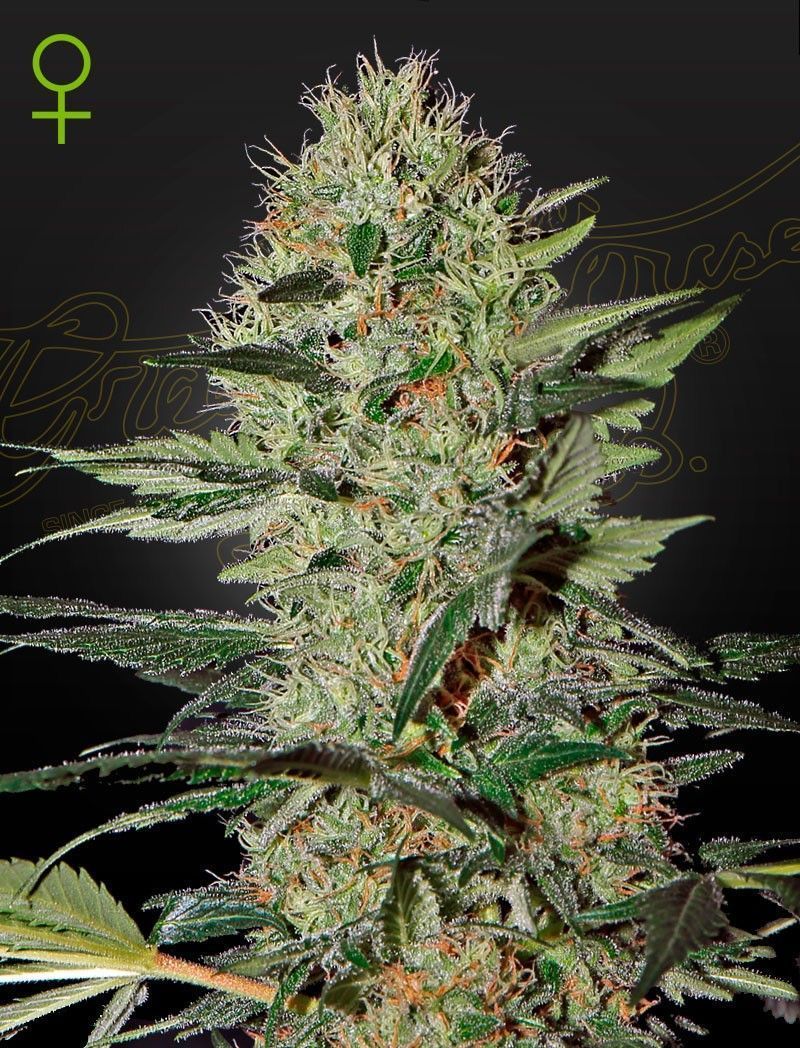 Greenhouse Seeds Exodus Cheese feminisierte Hanfsamen