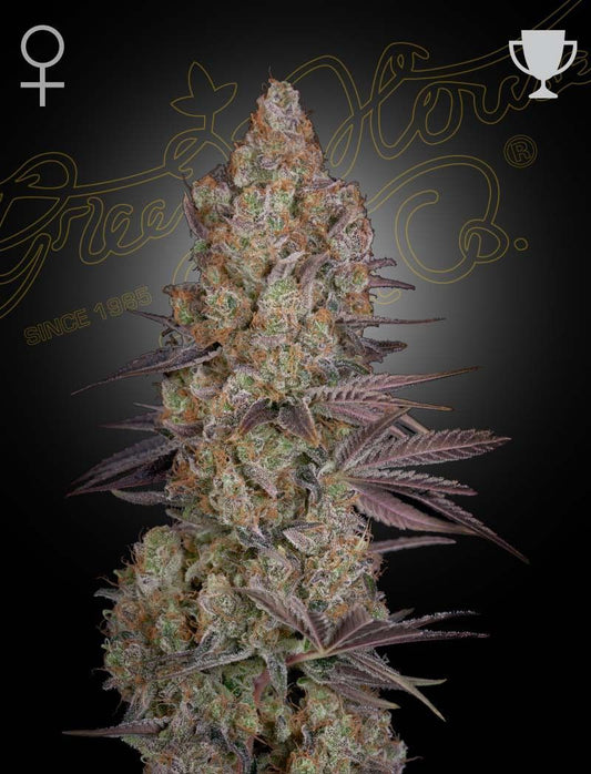 Greenhouse Seeds Exodus Cheese feminisierte Hanfsamen