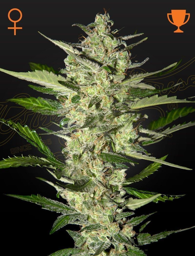 Greenhouse Seeds Flowerbomb Kush feminisierte Hanfsamen