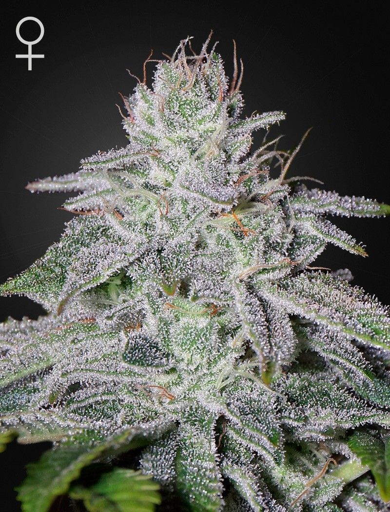 Greenhouse Seeds Franco's Lemon Cheese feminisierte Hanfsamen