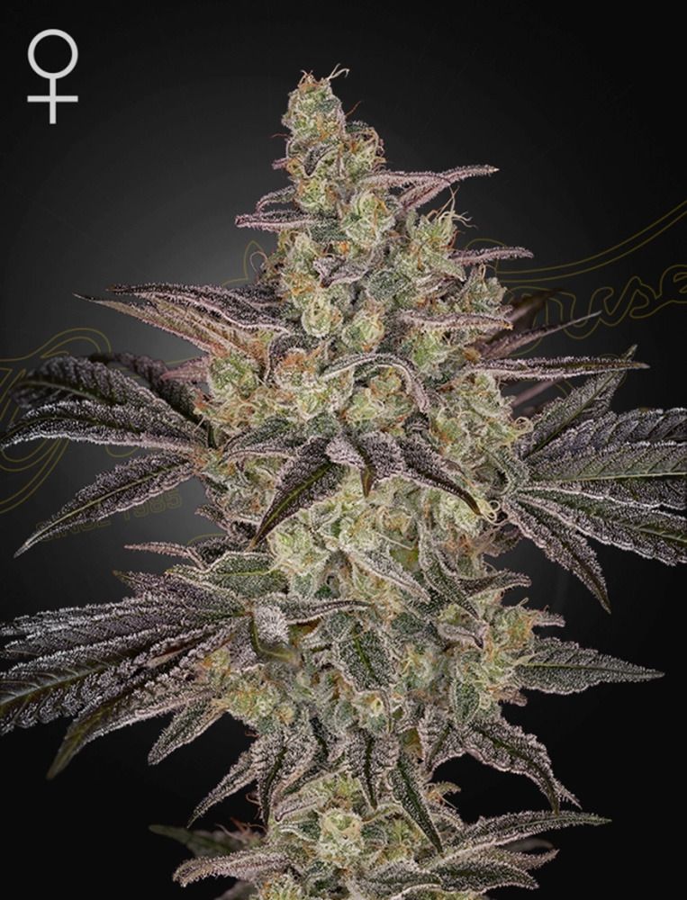Green House Seeds Frosted Guava Automatic Hanfsamen Cannabisblüte
