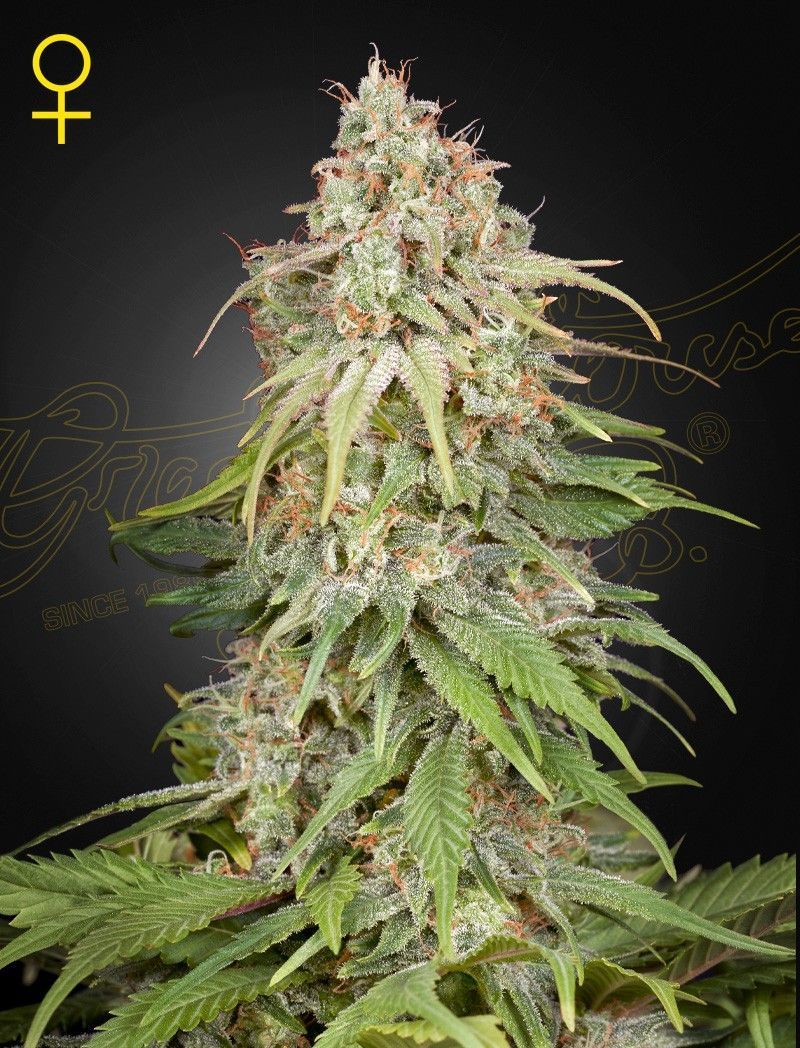 Greenhouse Seeds GH Amnesia feminisierte Hanfsamen