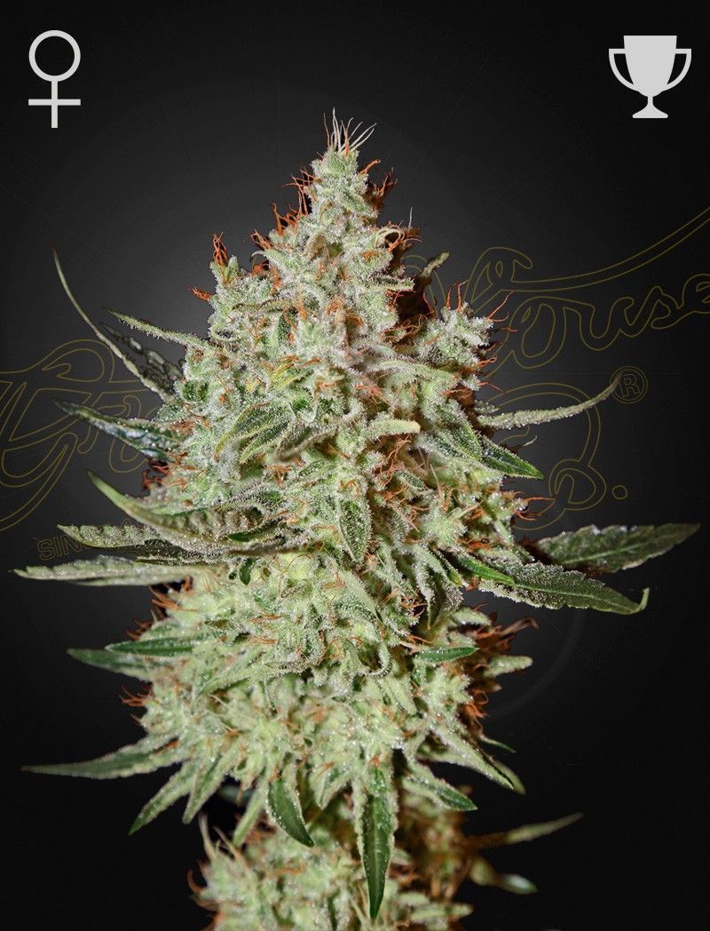 Greenhouse Seeds GH Cheese feminisierte Hanfsamen