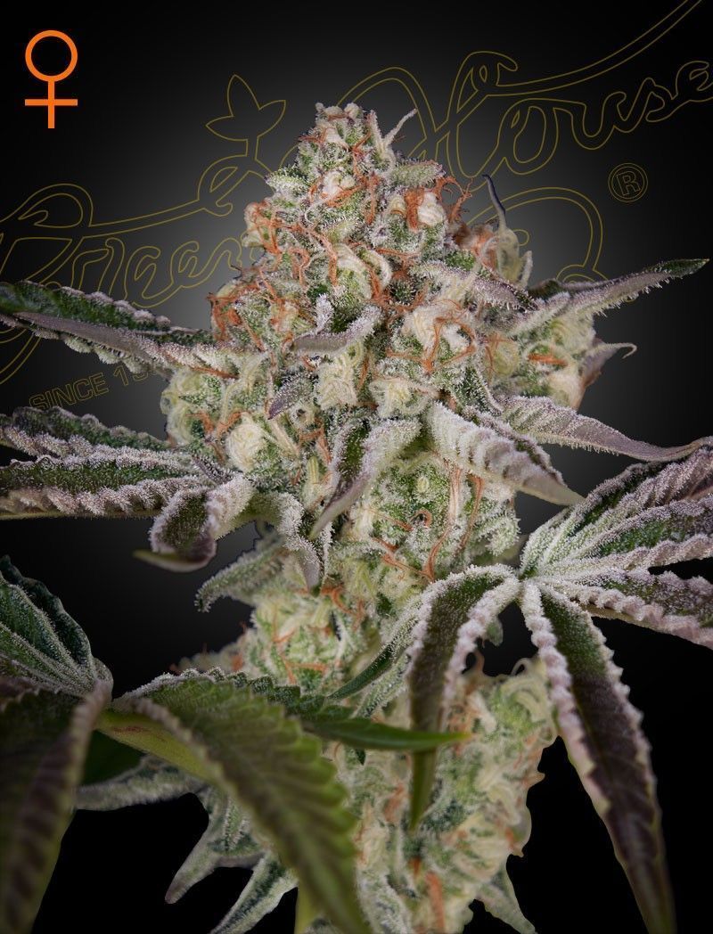 Greenhouse Seeds Great White Shark feminisierte Hanfsamen