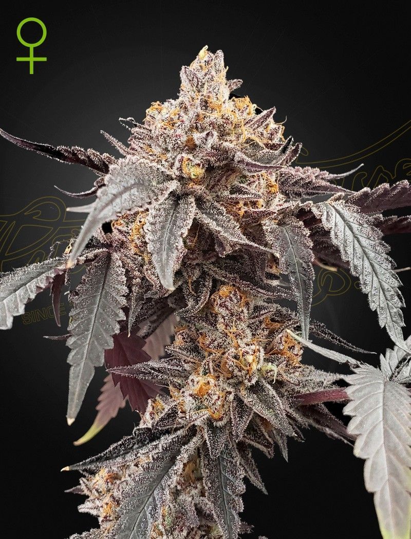Greenhouse Seeds Guava x Gelato 41 automatic Hanfsamen
