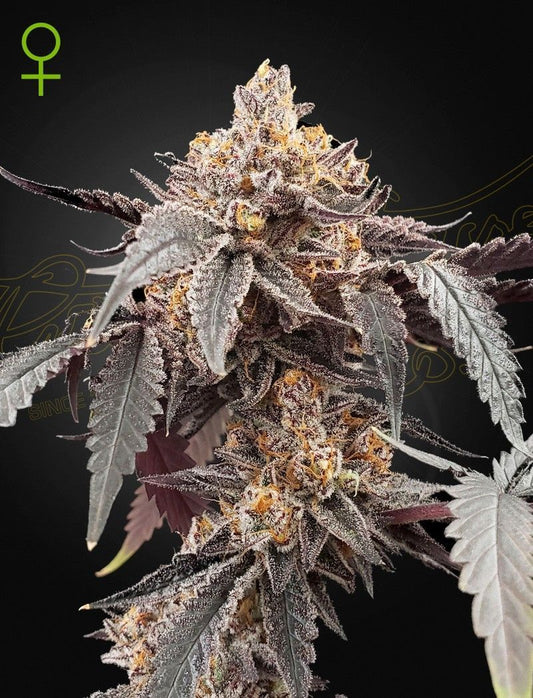 Greenhouse Seeds Guava x Gelato 41 automatic Hanfsamen