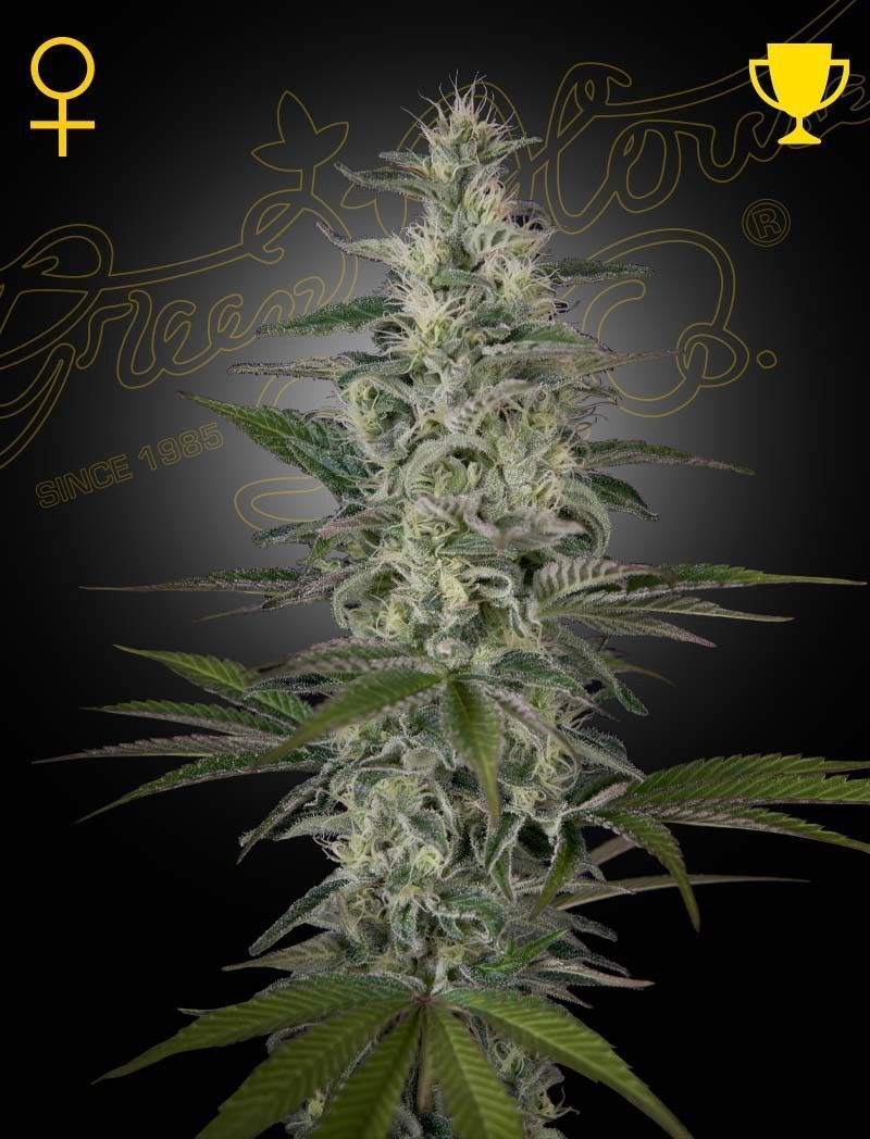 Greenhouse Seeds Hawaiian Snow feminisierte Hanfsamen