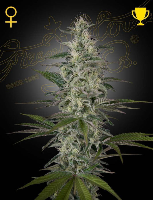 Greenhouse Seeds Hawaiian Snow feminisierte Hanfsamen