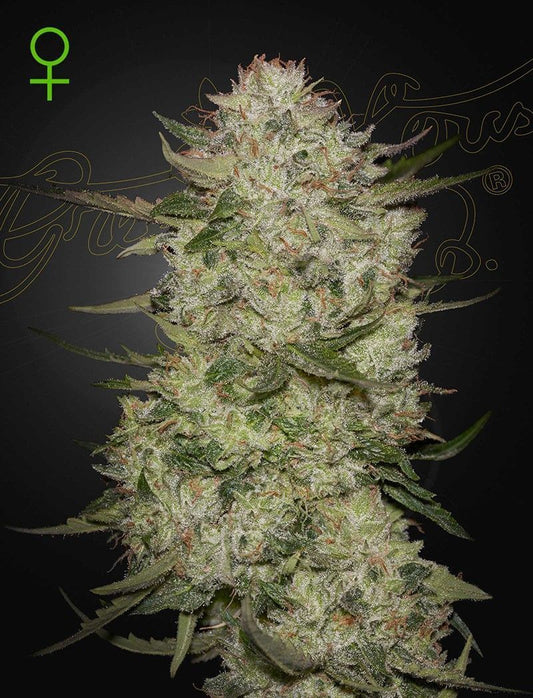 Greenhouse Seeds HighCloudZ automatic Hanfsamen