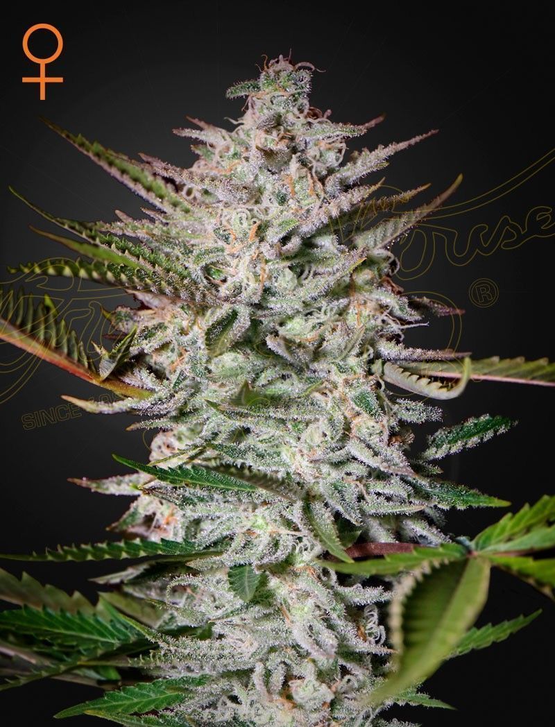 Greenhouse Seeds Holy Punch feminisierte Hanfsamen