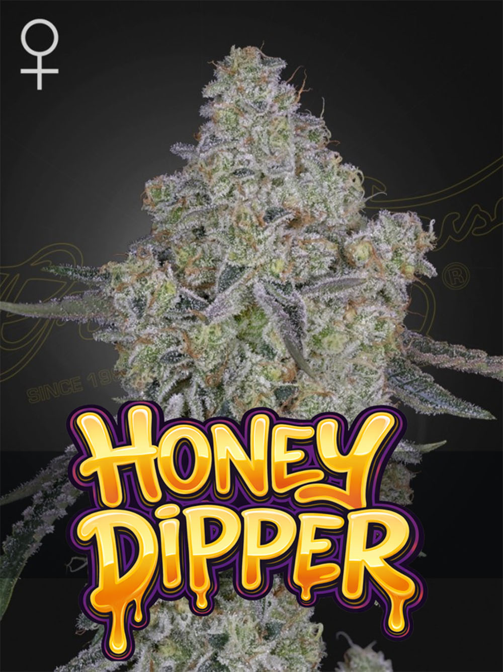 Green House Seeds Honey Dipper Feminisierte Cannabissamen