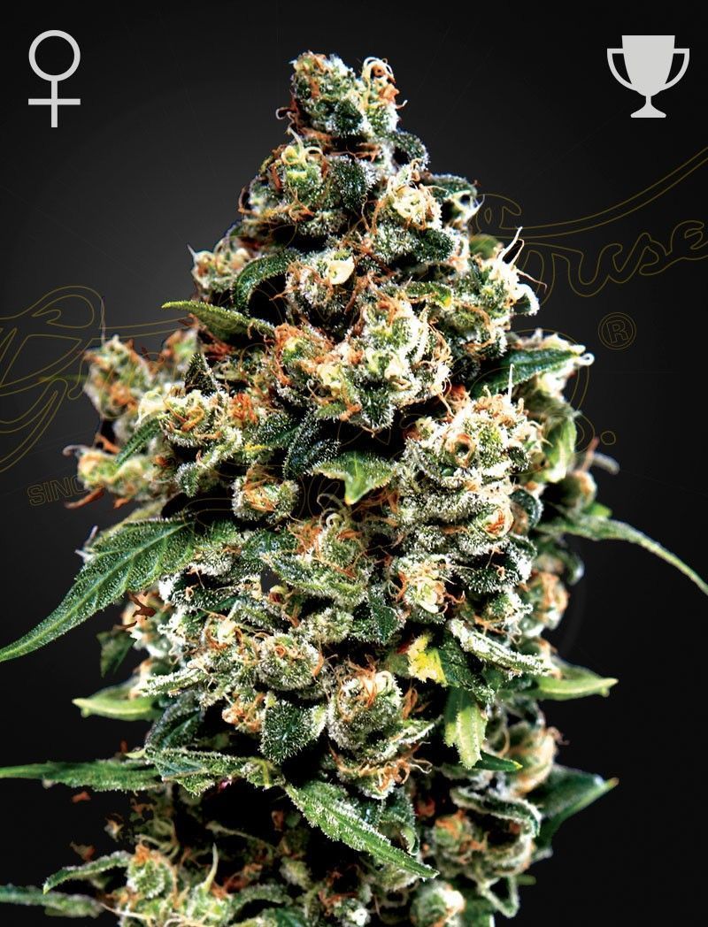 Greenhouse Seeds Jack Herer feminisierte Hanfsamen