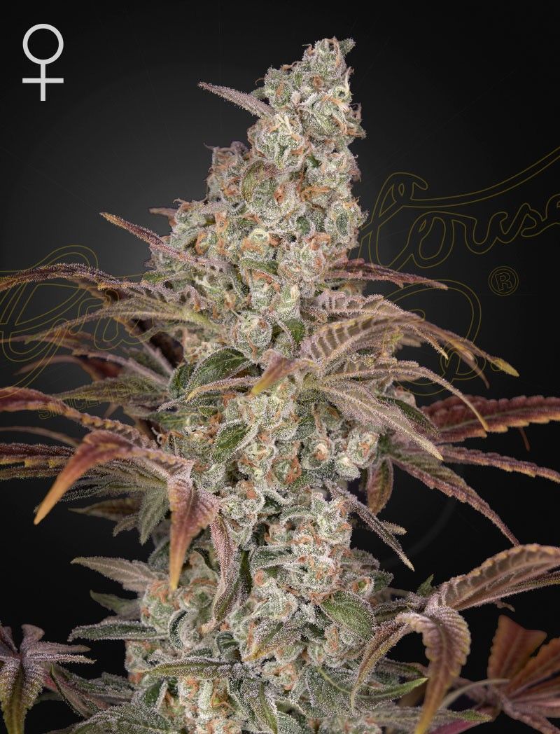 Greenhouse Seeds Jack's Dream feminisierte Hanfsamen