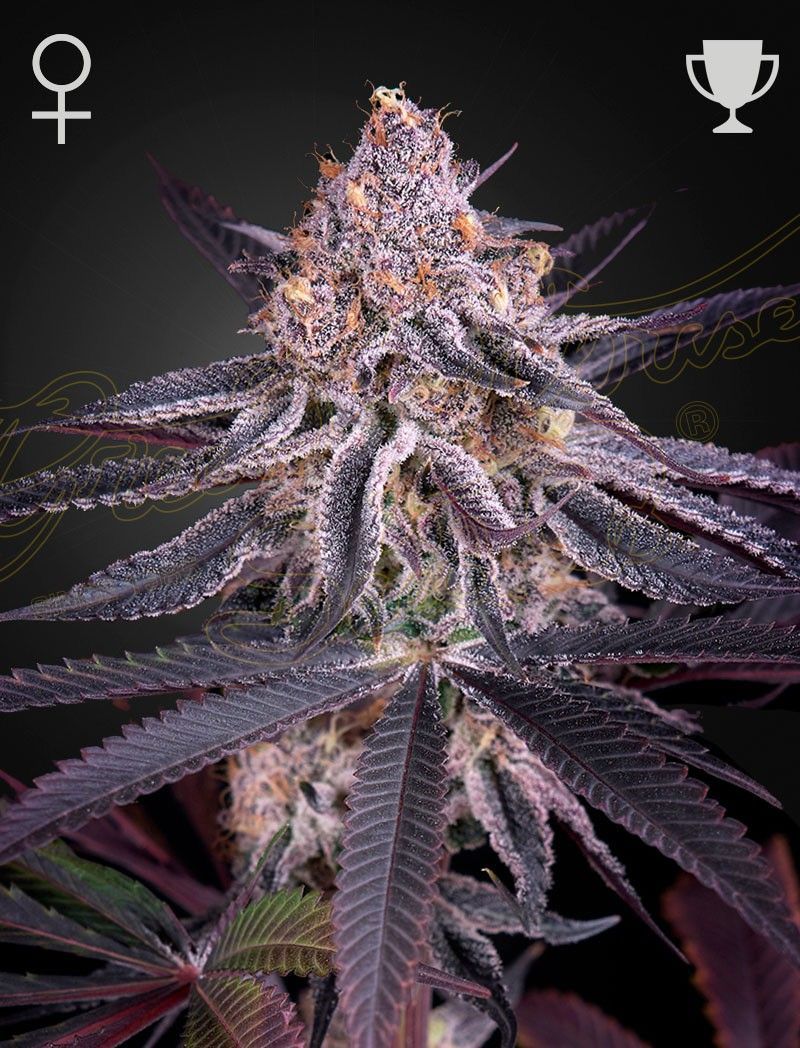 Greenhouse Seeds King's Juice feminisierte Hanfsamen