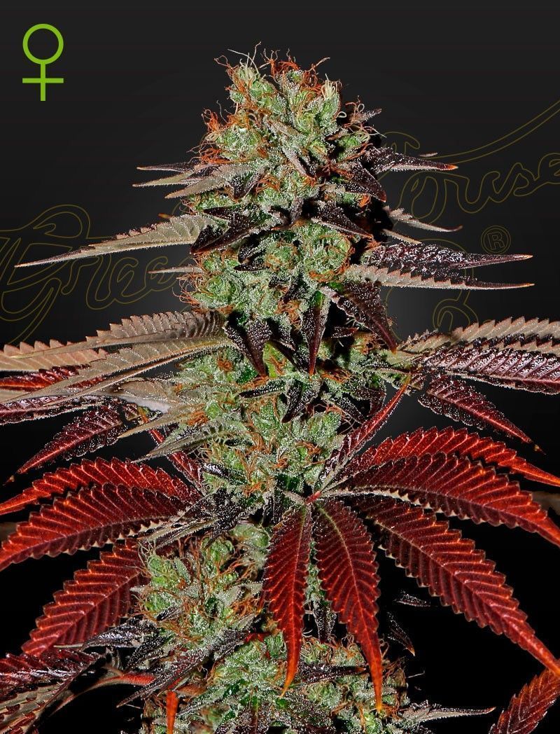 Greenhouse Seeds King's Kush automatic Hanfsamen