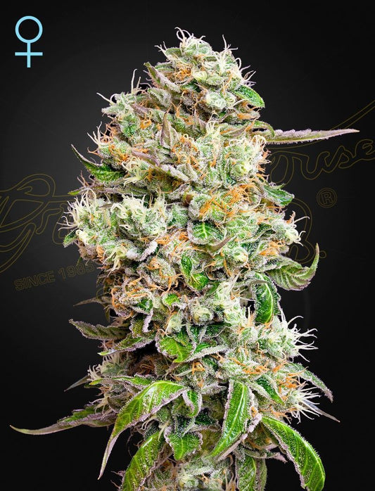 Greenhouse Seeds King's Kush CBD automatic Hanfsamen