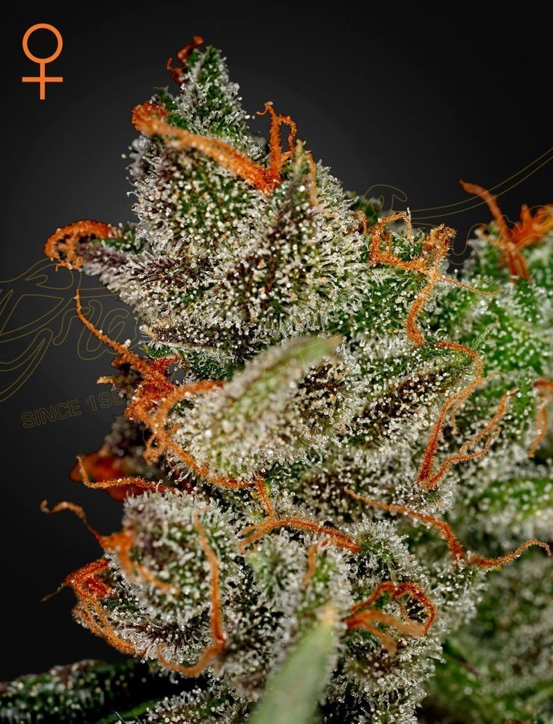 Greenhouse Seeds King's Kush feminisierte Hanfsamen