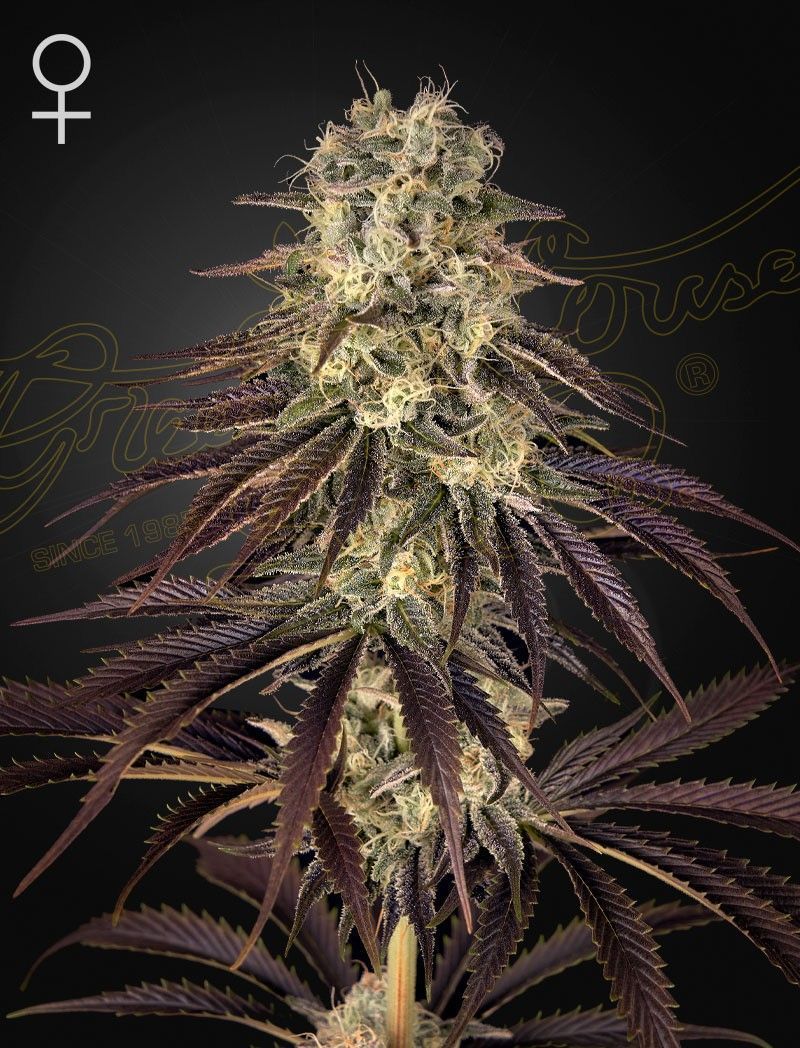Greenhouse Seeds Kong's Krush feminisierte Hanfsamen