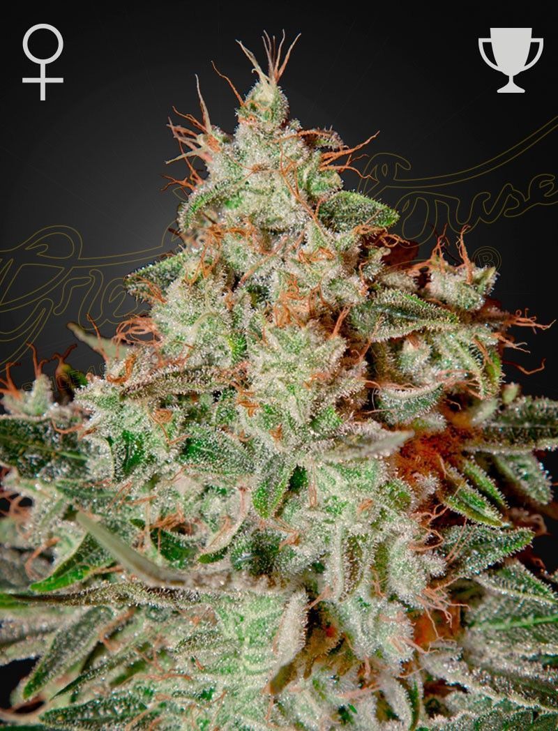 Greenhouse Seeds Lemon Skunk feminisierte Hanfsamen