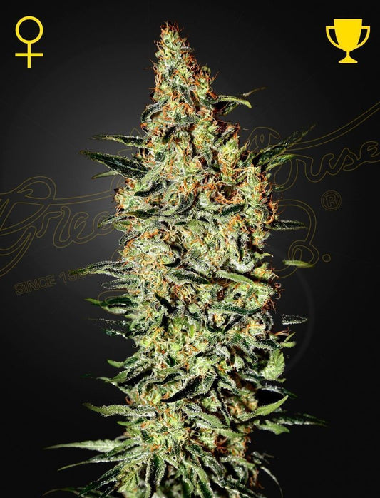 Greenhouse Seeds Neville's Haze feminisierte Hanfsamen