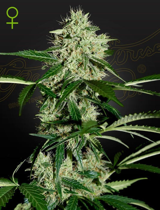 Greenhouse Seeds Northern Lights automatic  Hanfsamen