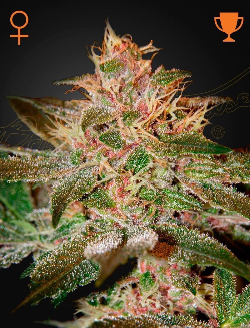 Greenhouse Seeds Pure Kush feminisierte Hanfsamen