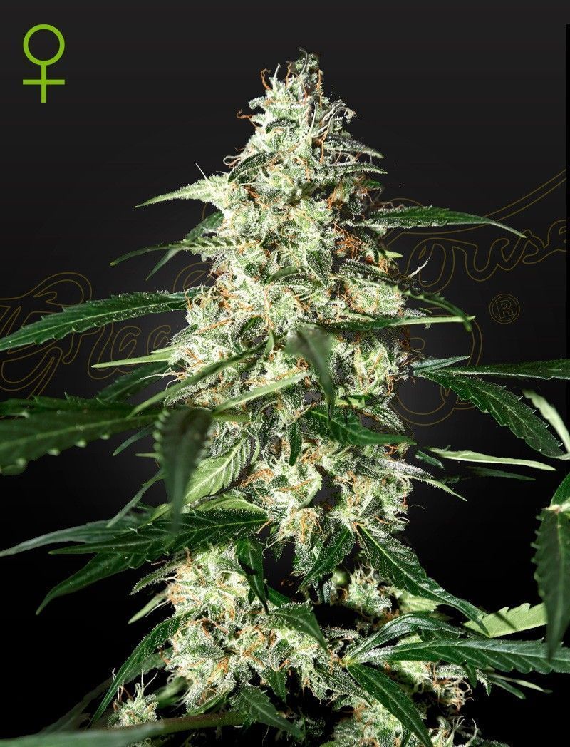 Greenhouse Seeds Skunk automatic Hanfsamen Blüte