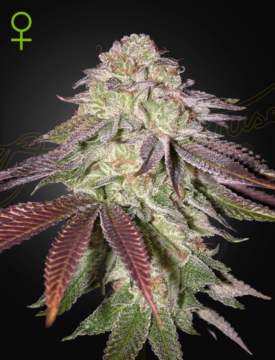 GreenHouse Seeds Sugarlato Feminisierte Hanfsamen