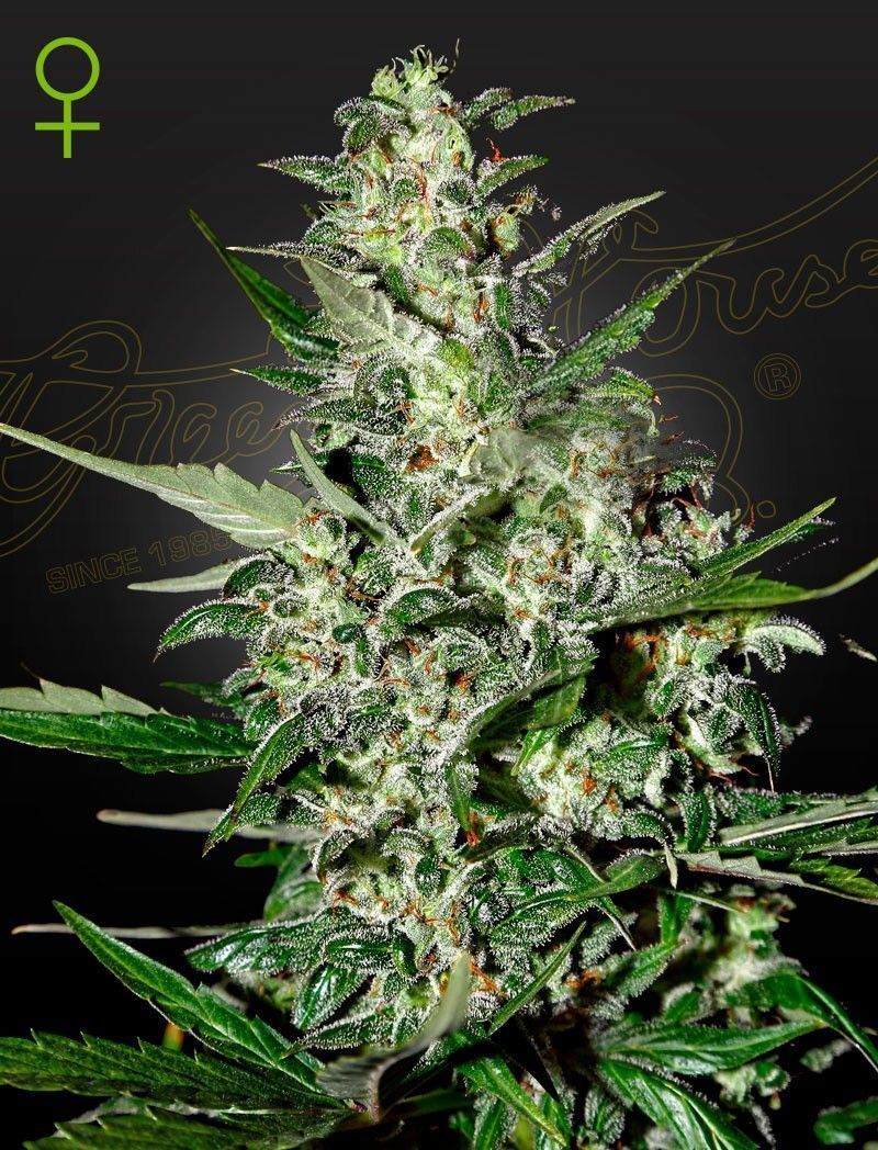 Greenhouse Seeds Super Critical automatic Hanfsamen