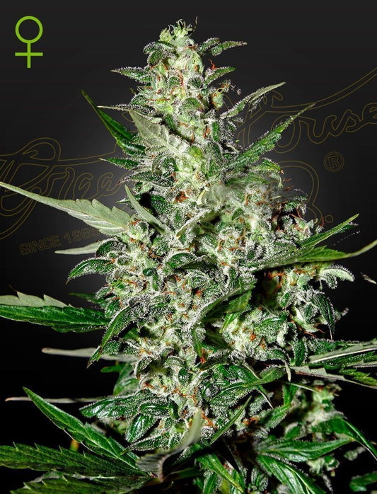 Greenhouse Seeds Super Critical automatic Hanfsamen